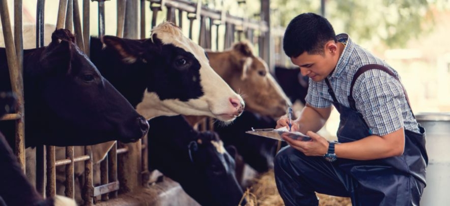 man taking notes on clipboard next to cows