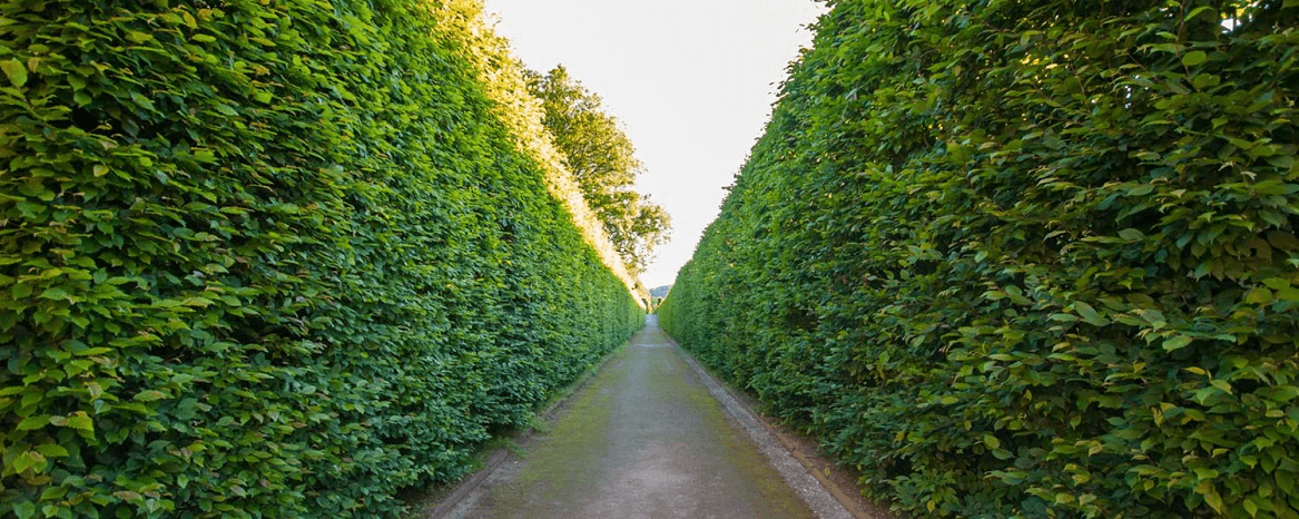 Path inbetween green hedges