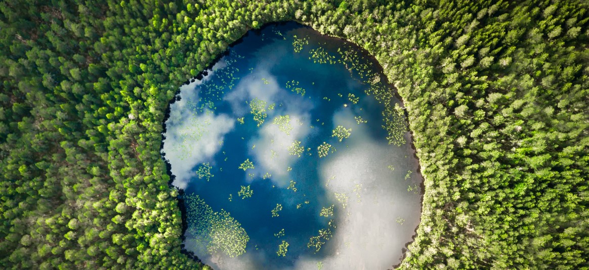 Photo of forest pool from above