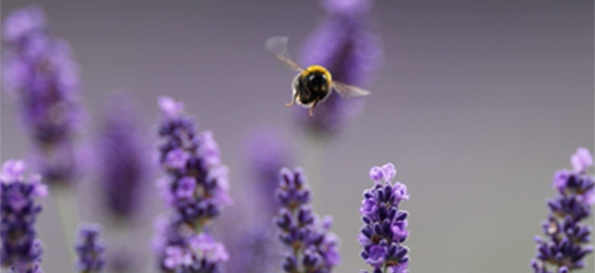 Women mobilising sustainability honey bee decorative image.