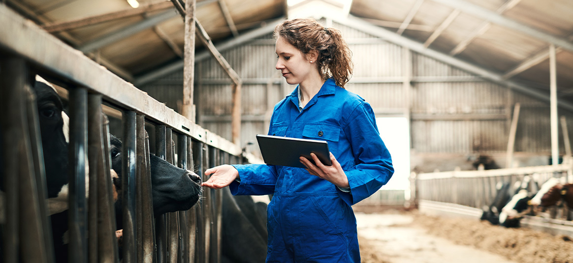 Photo of a farmer holding a tablet and inspecting a row of cows in a barn