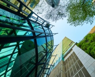 Looking skyward through city buildings and green canopy.