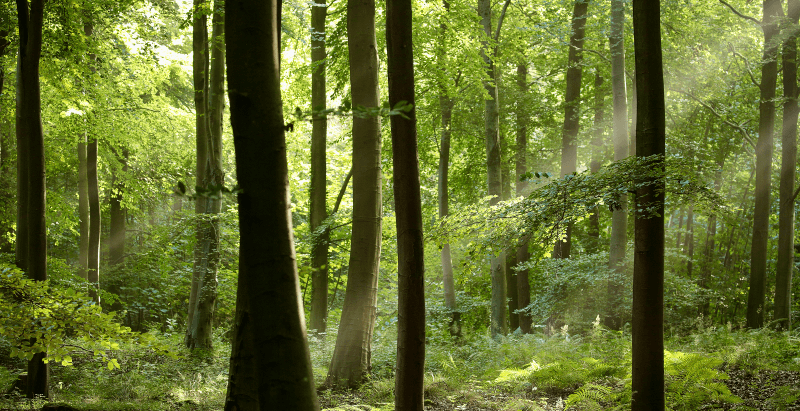 Photo of trees in a forest