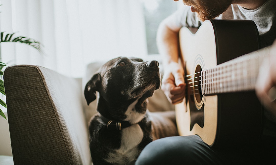 Dog and guitar close-up