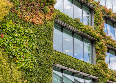 Office building side with wall covered in ivy and other plants.