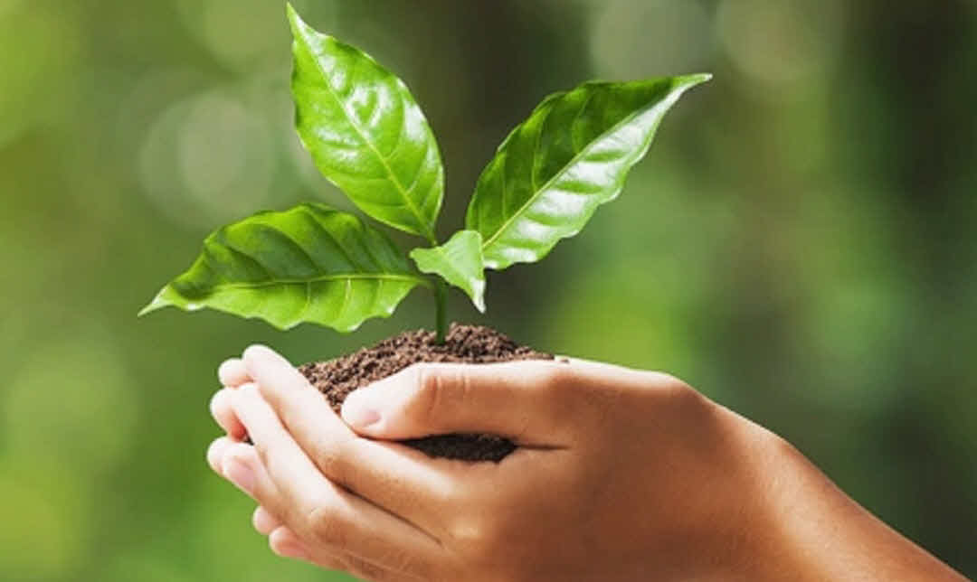 Photo of a pair of hands holding a seedling