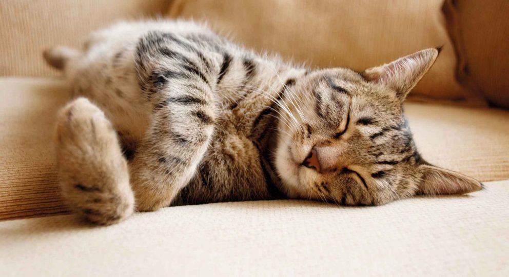 Premier Pet Insurance Premier Banking NatWest